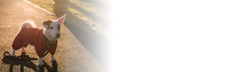 Banner Adorable Jack Russell Terrier outdoors. Portrait of little dog copy spaceの写真素材