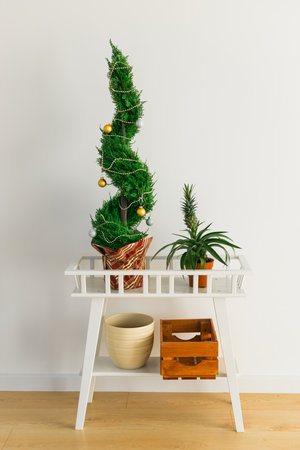 Indoor cypress or thuja in pot is decorating balls like Christmas tree. Alternative trees for christmas . Interior and holidays conceptの写真素材