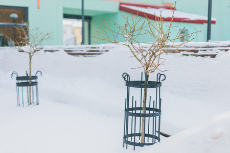 Small tree in snow in winter city public park with fence for safety - botany plants and town cold seasonの写真素材