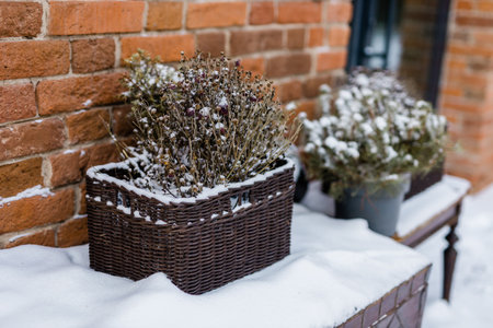 Natural christmas decoration with branches in rattan basket and pine tree in plant pot decorating entrance store in winter snowy season - christmas holidays and city market shop conceptの写真素材