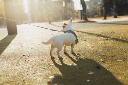 Back view portrait of cute Jack Russell dog in scarf walking in autumn park copy space and empty place for text. Puppy pet is dressed in clothes walksの写真素材
