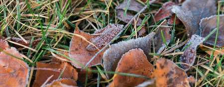Banner frost on fallen leaves in late autumn or early winter, frost on grass at first frost - cold...