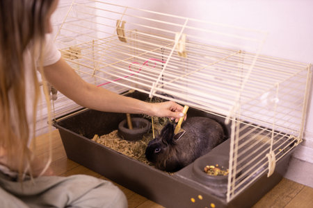 Grooming undercoat of bunny rabbit. Combing out rabbit fur brush. Hygiene and care for animals conceptの写真素材