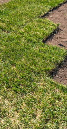 Laying sod for new garden lawn - turf laying conceptの写真素材