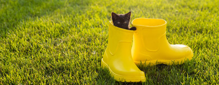 Banner Funny black kitten sitting in yellow boot on grass copy space. Cute image concept for...