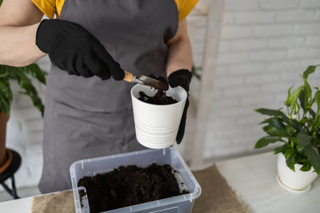 Close-up spring houseplant care, repotting houseplants. Waking up indoor plants for spring. Middle aged woman is transplanting plant into new pot at home. Gardener transplant plant Spathiphyllumの写真素材