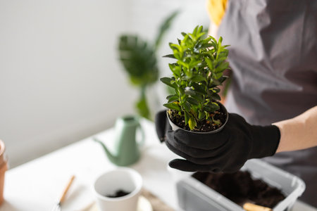 Close-up spring houseplant care, repotting houseplants. Waking up indoor plants for spring copy...