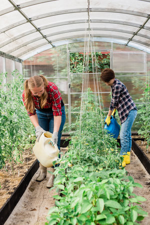 Watering vegetable garden. Two women gardener in gloves waters beds with organic vegetables. Caring for tomatoes plants in home greenhouse.の写真素材
