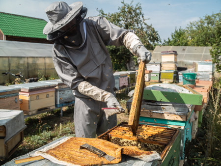 Beekeeper holds a honey cell with bees in his hands. Apiculture and apiary concept