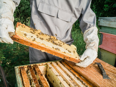 Beekeeper removing honeycomb from beehive. Person in beekeeper suit taking honey from hive. Farmer wearing bee suit working with honeycomb in apiary. Beekeeping in countryside. Organic farmingの写真素材