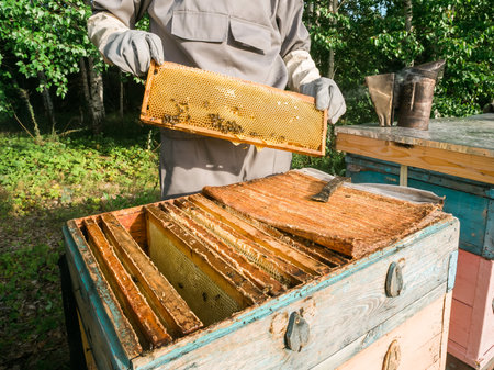 Beekeeper removing honeycomb from beehive. Person in beekeeper suit taking honey from hive. Farmer...