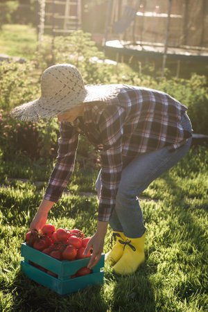 Hardworking young woman gardener in straw hat picks up her harvest box of tomatoes on sunny summer day. Concept of organic farming and vegetable growingの写真素材