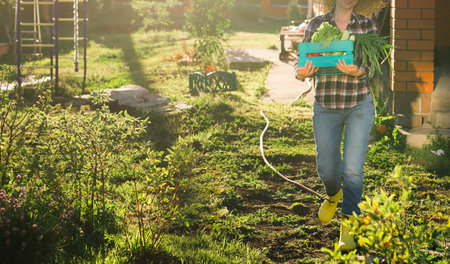 Close up woman gardener in straw hat picks up her harvest box of vegetables on sunny summer day copy...