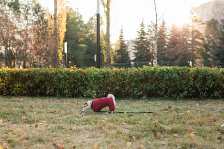 Portrait of cute Jack Russell dog in suit walking in autumn park copy space and empty place for text. Puppy pet is dressed in sweater walksの写真素材