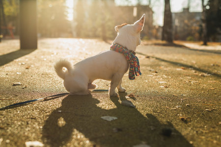 Portrait of cute Jack Russell dog in scarf walking in autumn park copy space and empty place for text. Puppy pet is dressed in clothes walksの写真素材