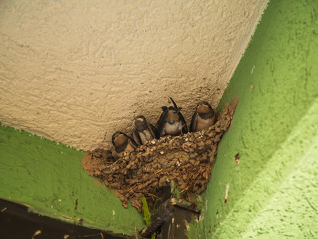 Close-up of small swallow chicks with yellow mouths in nest of balcony. Swallow breeding next to person.の写真素材