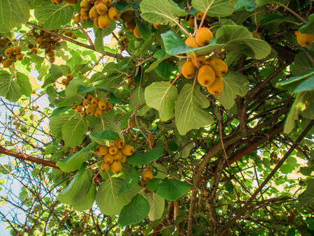 Kiwi picking season. Kiwi on a kiwi tree plantation with with huge clusters of fruits. Garden with trees and organic fruits. Vegan and gardening conceptの写真素材