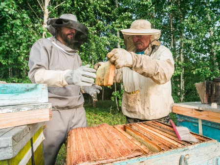 Beekeeper removing honeycomb from beehive. Person in beekeeper suit taking honey from hive. Farmer...