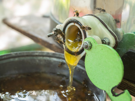 honey production and bees keeping - Beekeeping conceptの写真素材