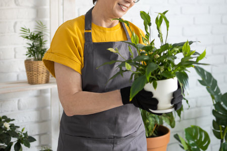 Middle aged woman in an apron clothes takes care of potted plant in pot. Home gardening and floriculture. House with green plants and cottagecore botanic florist conceptの写真素材