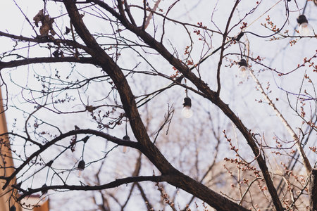 Decorative outdoor string light bulbs hanging on tree in city urban street - decor outdoor spring cafeの写真素材