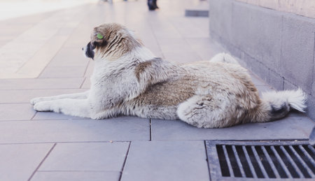 Spotted homeless dog lies on city street. Sterilized and chipped urban dogs