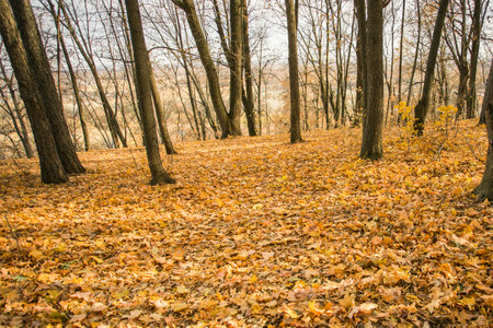 Autumn forest road in autumn leaves background. Season and fall concept. Copy space and empty place...