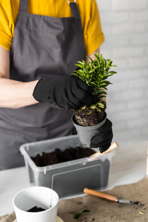 Close up woman gardener transplanting plant in ceramic pots on the white wooden table. Concept of home garden. Spring time. Stylish interior with a lot of plants. Taking care of home plants.の写真素材