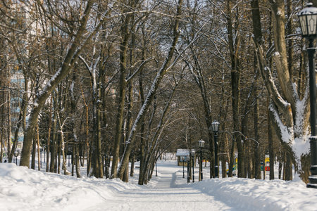 Snowy winter public park in city. Snowy walking path and frost trees. Cold season conceptの写真素材