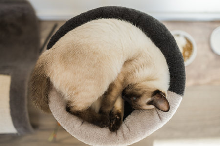 Small siamese cat sleeping on her cats bed with soft cozy environment top view copy space. Pet conceptの写真素材