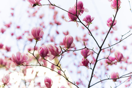 Beautiful blooming magnolia tree flower in the garden. Spring bloom timeの写真素材