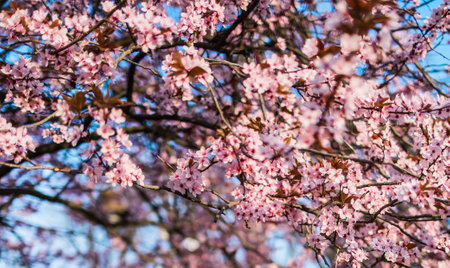 Selective focus of beautiful branches of pink Cherry blossom on the tree under blue sky, Beautiful Sakura flowers during spring season in the park, Nature floral background with copy space. Blooming and blossomの写真素材