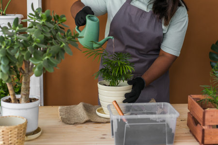 Spring hobby diversity african american woman watering plant flower pot houseplant with dirt or soil...