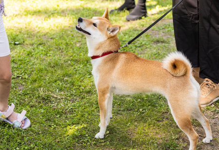 Beautiful akita inu pet dog for a walk in a park. Japanese Akita Dog Breedの写真素材