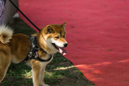 Beautiful akita inu pet dog for a walk in a park.の写真素材