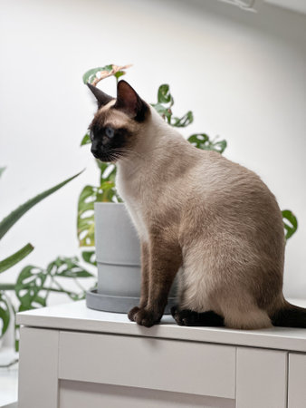 Curious funny siamese cat at home. Pet and relaxation, comfort and cozy concept