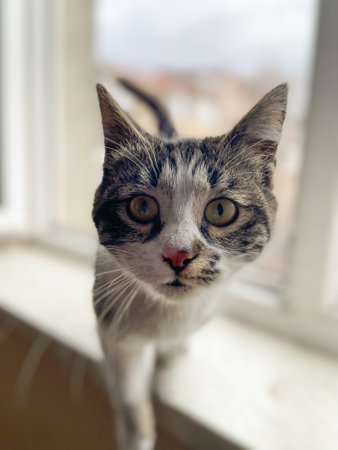 Curious cat stands on a windowsill. Soft light, expressive face and brings focus to its attentive...