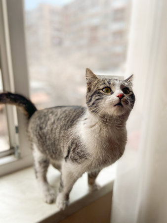 Curious cat stands on a windowsill. Soft light, expressive face and brings focus to its attentive...