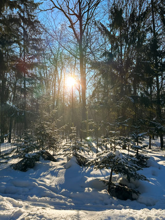 Snow covered park road with snow covered bare trees, after a snowfall. Winter in urban city parkland. Winter season and north cold country conceptの写真素材