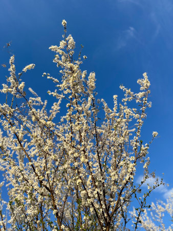 Blossoming branches against a clear blue sky. Delicate white flowers reach upwards celebrating the arrival of spring and the beauty of natureの写真素材