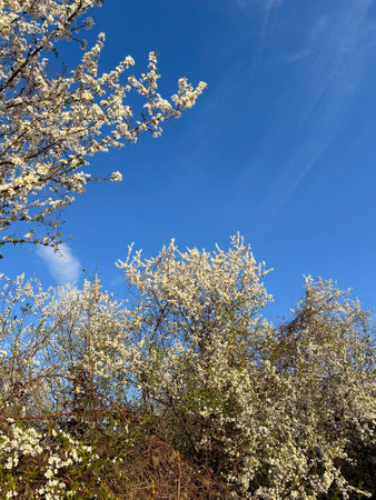 Blossoming branches against a clear blue sky. Delicate white flowers reach upwards celebrating the...