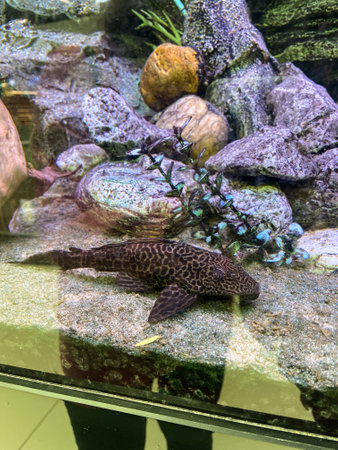 Bright aquarium scene featuring vibrant orange fish gliding gracefully among stones and driftwood,...