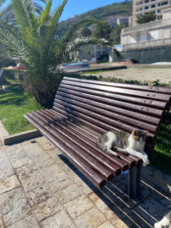Street cat enjoys a sunlit nap on a wooden bench in a peaceful urban park, with lush greenery and buildings in background.の写真素材