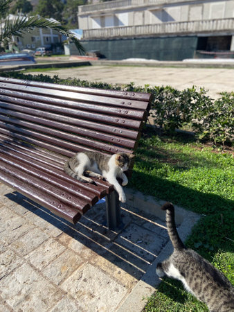 Street cats having fun and enjoys a sunlit nap on a wooden bench in a peaceful urban park, with lush greenery and buildings in background.の写真素材