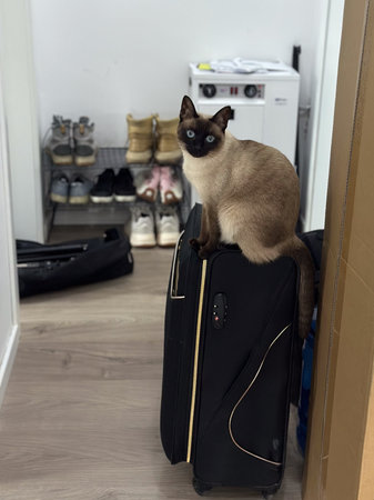 Siamese cat perches on a black suitcase in a modern, tidy room. Curious and playful nature of pets in a travel themed settingの写真素材