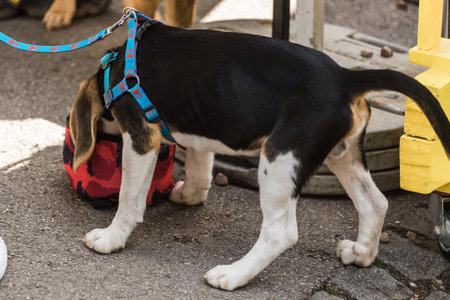 Small dog with black and white fur wears a colorful harness and sniffs into a red bag on the ground. Curiosity pet and playful moment in an outdoor environmentの写真素材