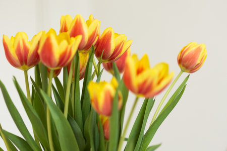 Close-up of vibrant tulip flowers with delicate petals. Concept of nature, spring and blooming.