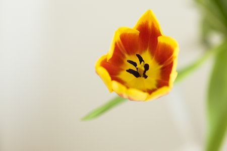 Single tulip in full bloom with delicate petals. Concept of nature, elegance and simplicity.