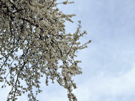 Blossoming tree branches against a clear blue sky. Concept of spring, renewal and nature