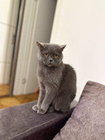 Skinny grey British Shorthair cat looks curiously at its pet owner in front of the camera